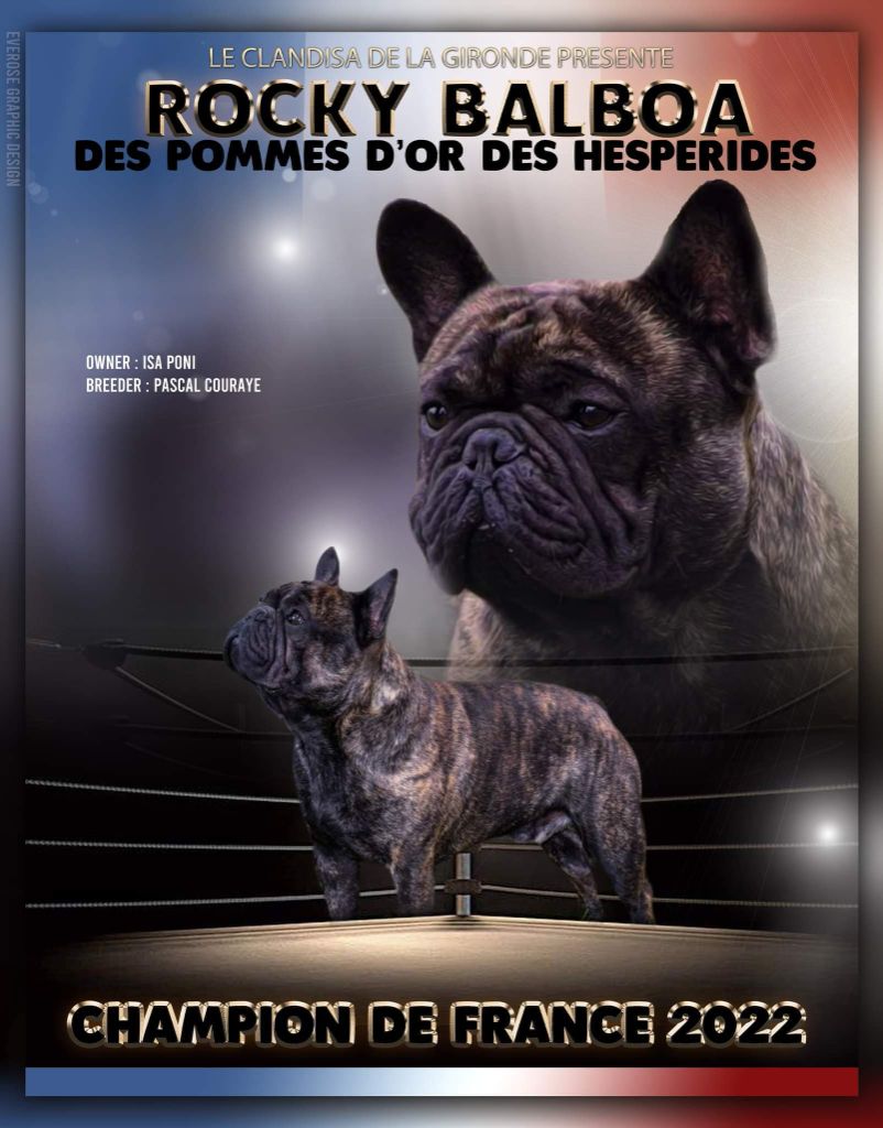 CH. Rocky balboa des Pommes d'Or des Hesperides